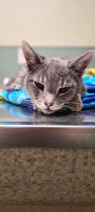 Smyth County Animal Hospital 12