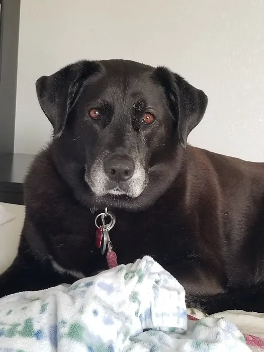 Smyth County Animal Hospital 12