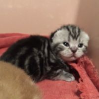 Schooner Cats ico