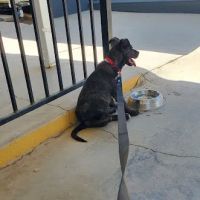 Animal Friends of the Valleys Spay & Neuter Clinic ico