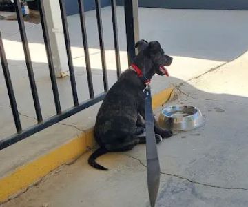Animal Friends of the Valleys Spay & Neuter Clinic