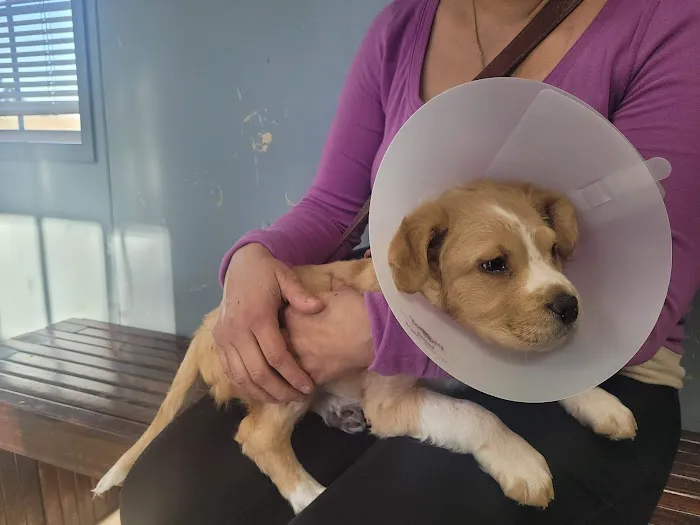 Animal Friends of the Valleys Spay & Neuter Clinic 8