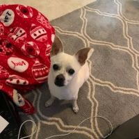 Vetco Total Care Animal Hospital ico