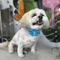 Menifee Animal Hospital ico