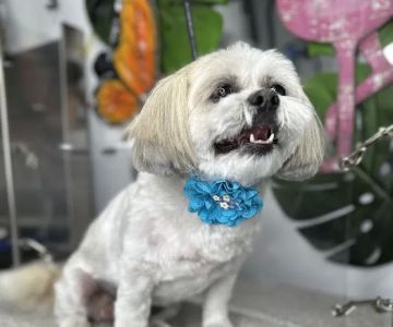 Menifee Animal Hospital
