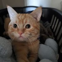 Menifee Valley Animal Clinic ico