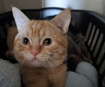 Menifee Valley Animal Clinic