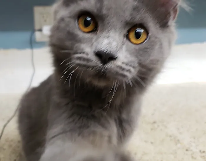 Menifee Valley Animal Clinic 5