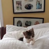 Stratford Animal Hospital ico
