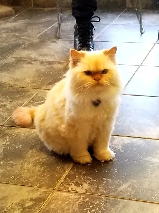 Stratford Animal Hospital 12