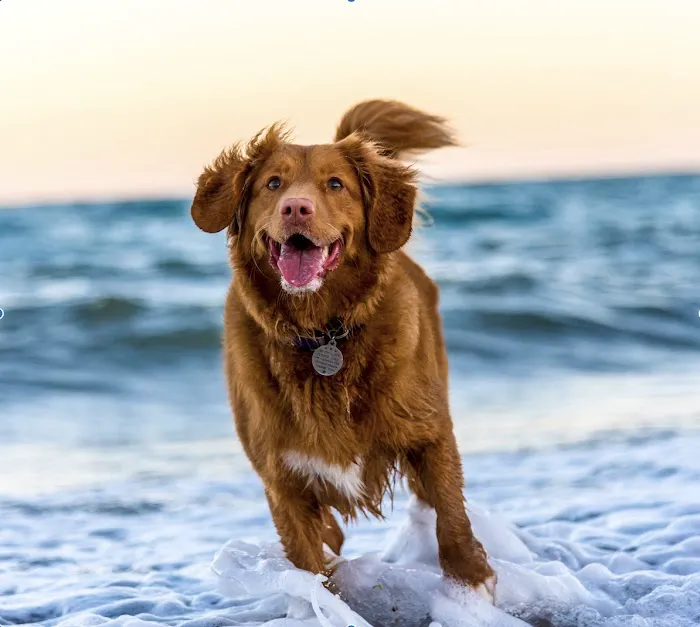 Unleashed Veterinary Dermatology 12