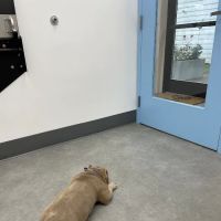 Unleashed Veterinary Dermatology ico