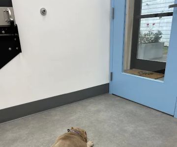 Unleashed Veterinary Dermatology