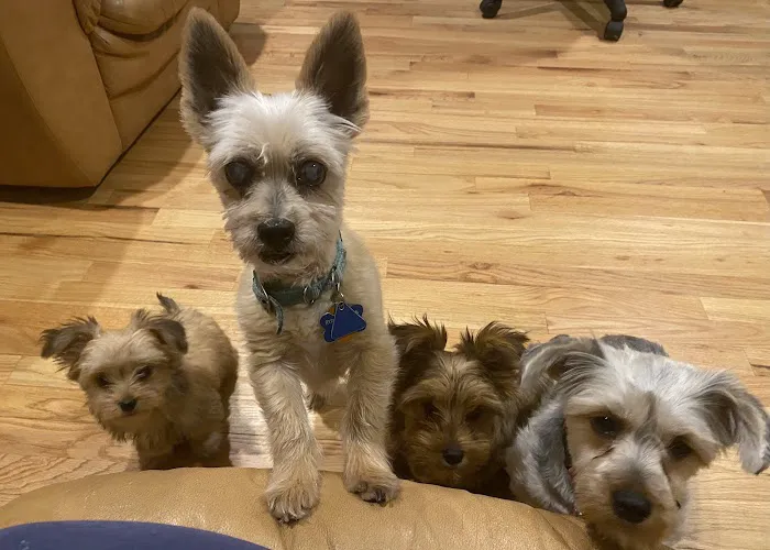The Pet Hospital Of Stratford 12