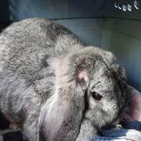 Barnum Animal Hospital ico