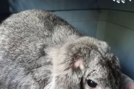 Barnum Animal Hospital