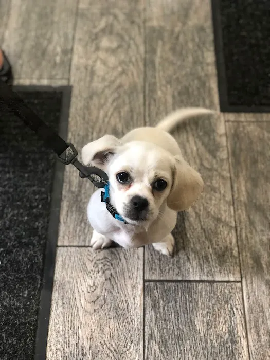 Snowflake Pet Center 12