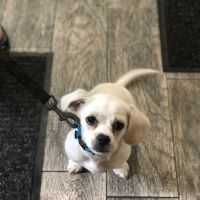 Snowflake Pet Center ico