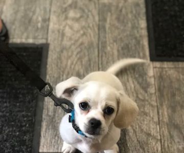 Snowflake Pet Center
