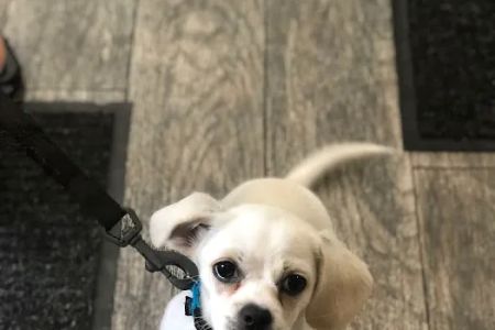 Snowflake Pet Center