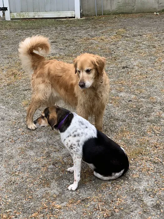 Snowflake Pet Center 12