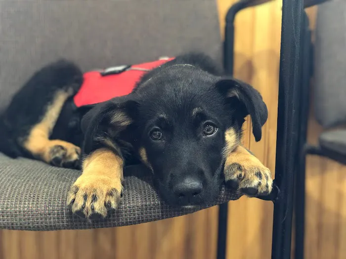 Snowflake Pet Center 12