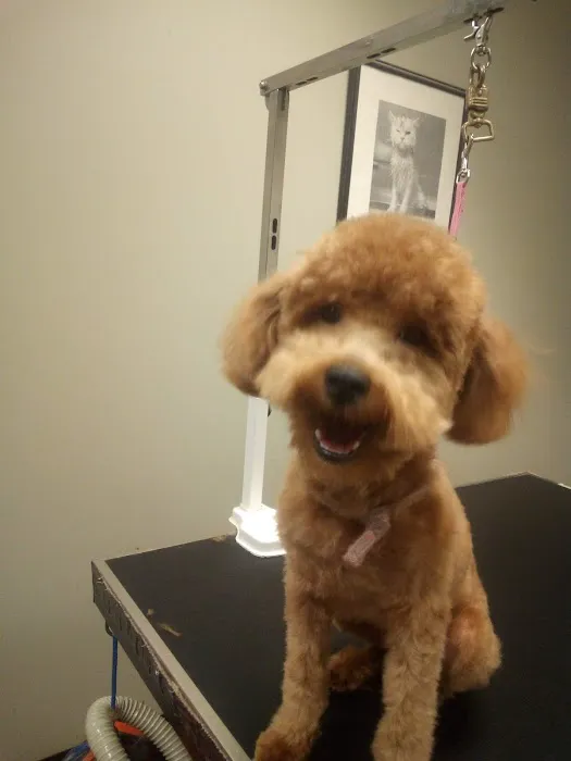 Companion Animal Hospital of Milford 12
