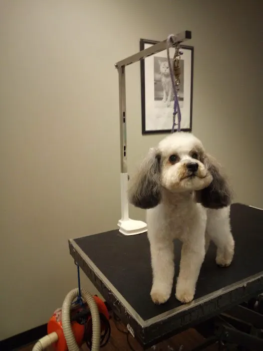 Companion Animal Hospital of Milford 12