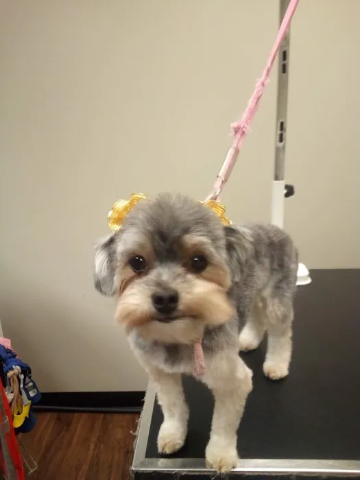Companion Animal Hospital of Milford 12