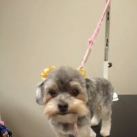 Companion Animal Hospital of Milford ico