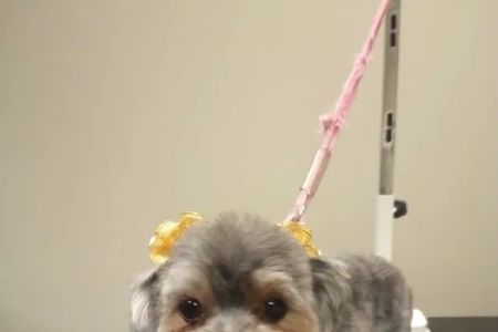 Companion Animal Hospital of Milford