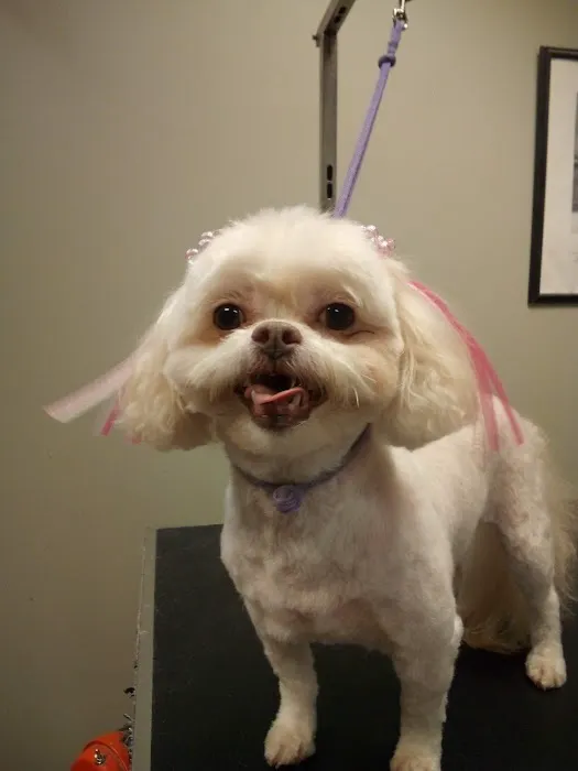 Companion Animal Hospital of Milford 12