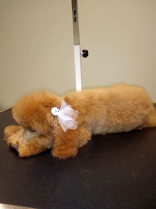 Companion Animal Hospital of Milford 12