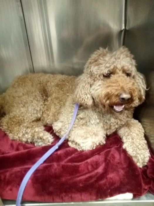 Companion Animal Hospital of Milford 12