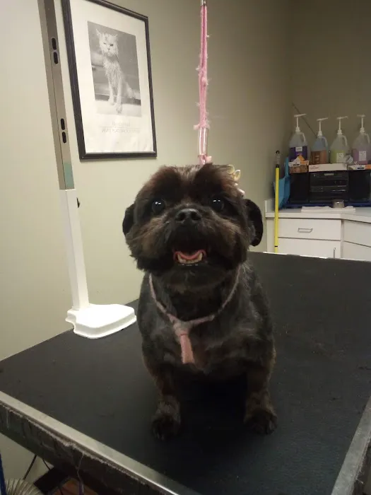Companion Animal Hospital of Milford 12