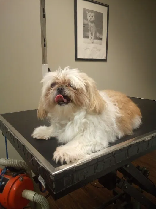 Companion Animal Hospital of Milford 12