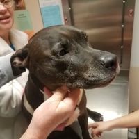 Silver Sands Veterinary ico