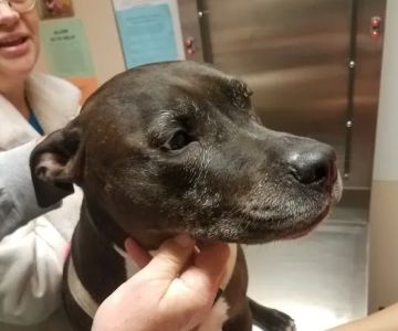 Silver Sands Veterinary