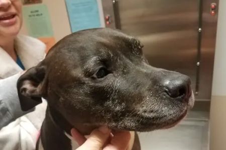 Silver Sands Veterinary