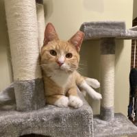 Milford Veterinary Services ico