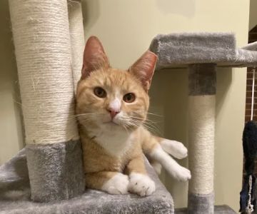 Milford Veterinary Services