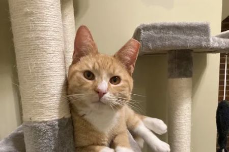 Milford Veterinary Services