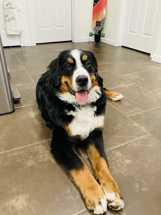 Milford Veterinary Services 12