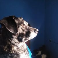 Valley Veterinary Services ico