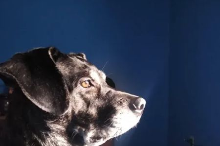 Valley Veterinary Services