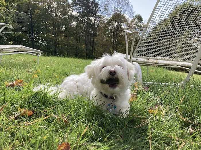 South Street Veterinary Services: Darcy Margaret L DVM 12