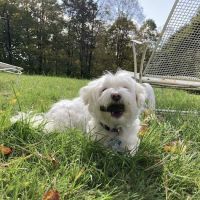 South Street Veterinary Services: Darcy Margaret L DVM ico