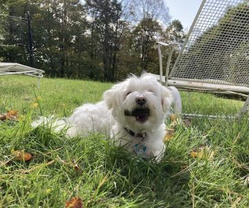 South Street Veterinary Services: Darcy Margaret L DVM