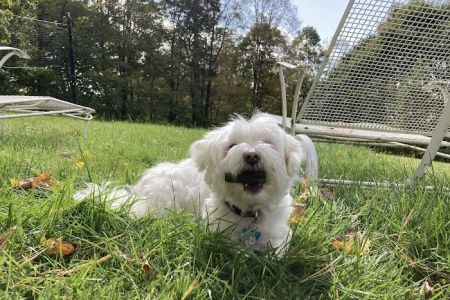 South Street Veterinary Services: Darcy Margaret L DVM