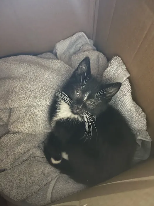 Lenox Cat Hospital 12